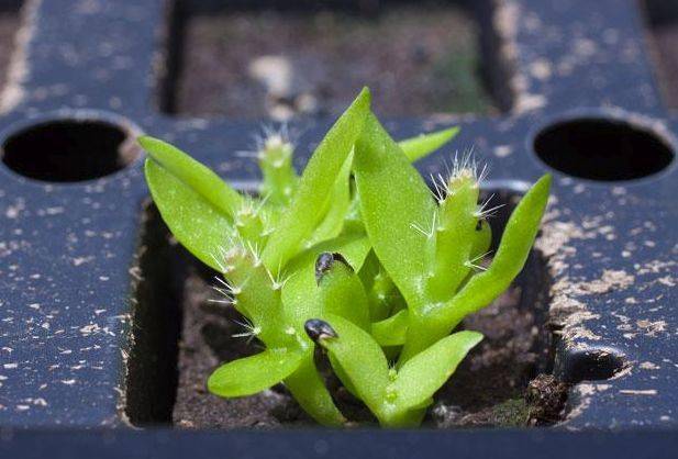 這幾種水果籽兒泡水裡一週就發芽生根10天長成小盆栽