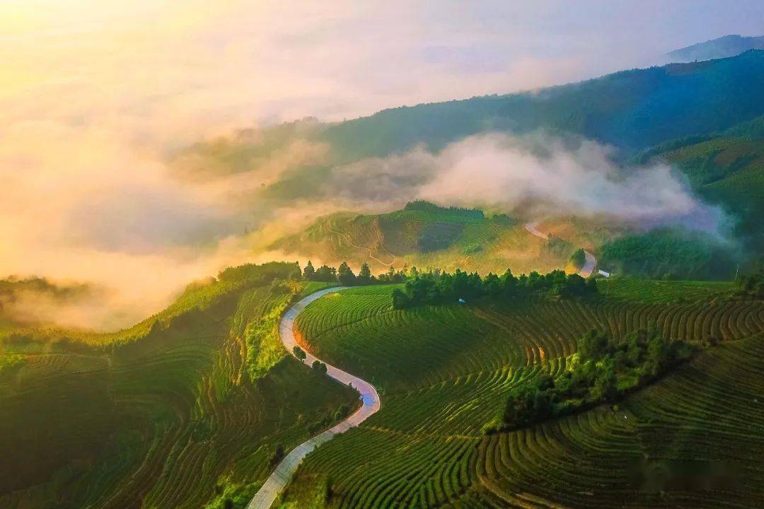 关于举办永春佛手茶水仙茶杯全国诗词楹联大赛的征稿启事