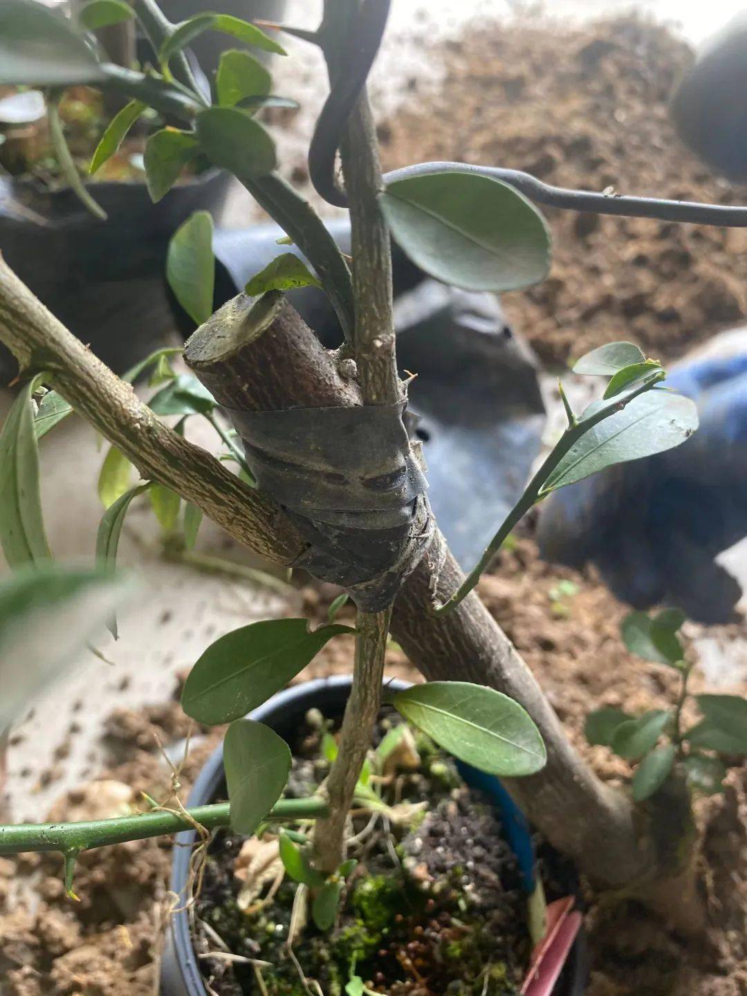 工匠日志金豆的靠接试验