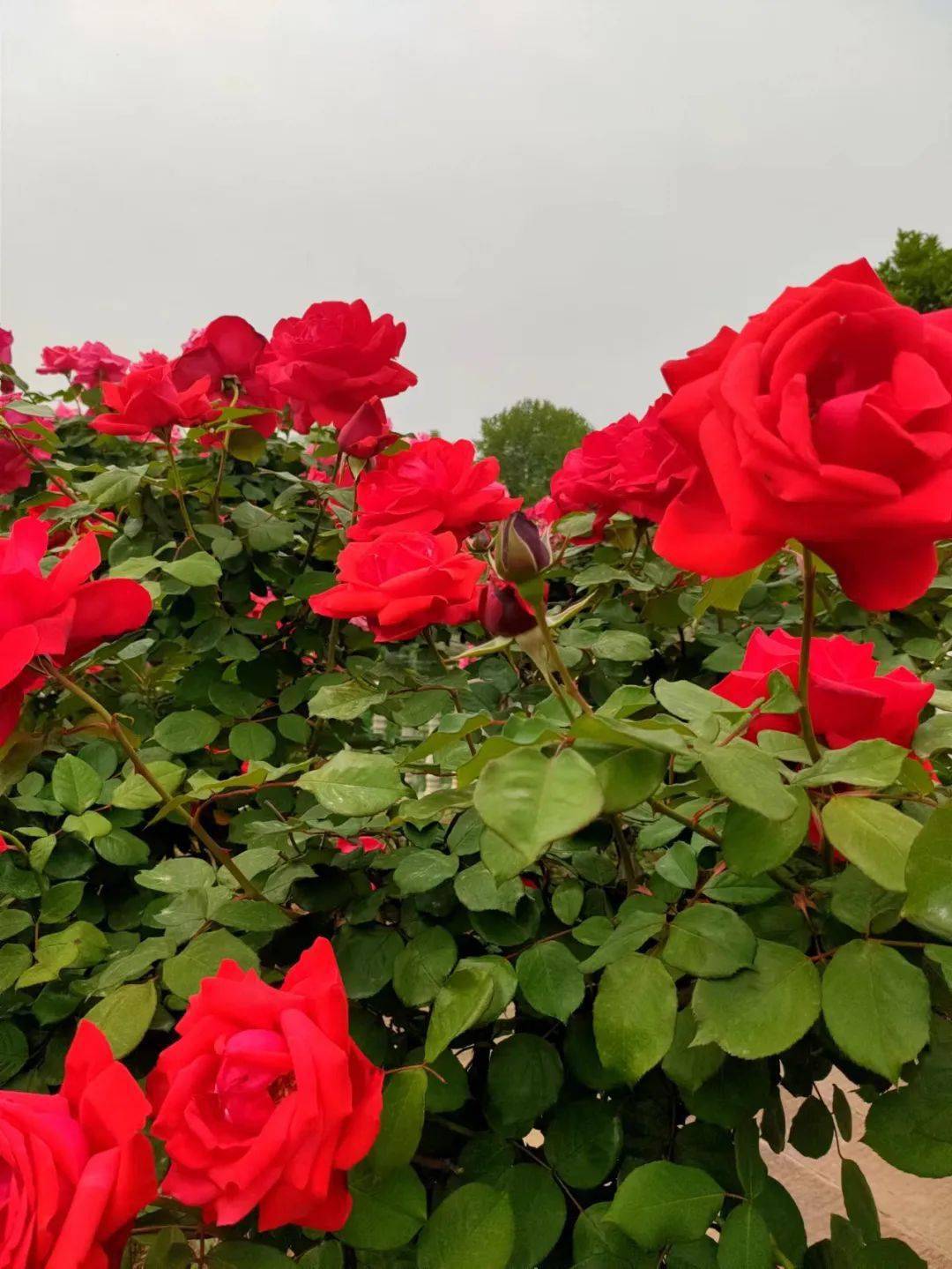 五一香草伊甸园玫瑰花海迎来盛花期