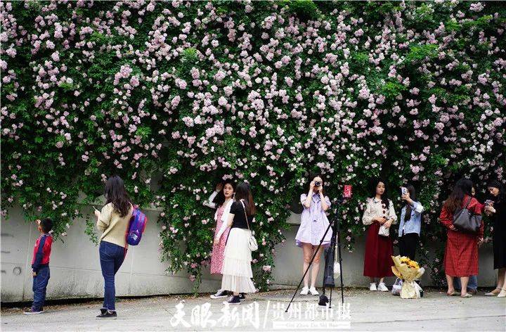 想不美都不行花果园网红蔷薇花墙成为市民打卡热点