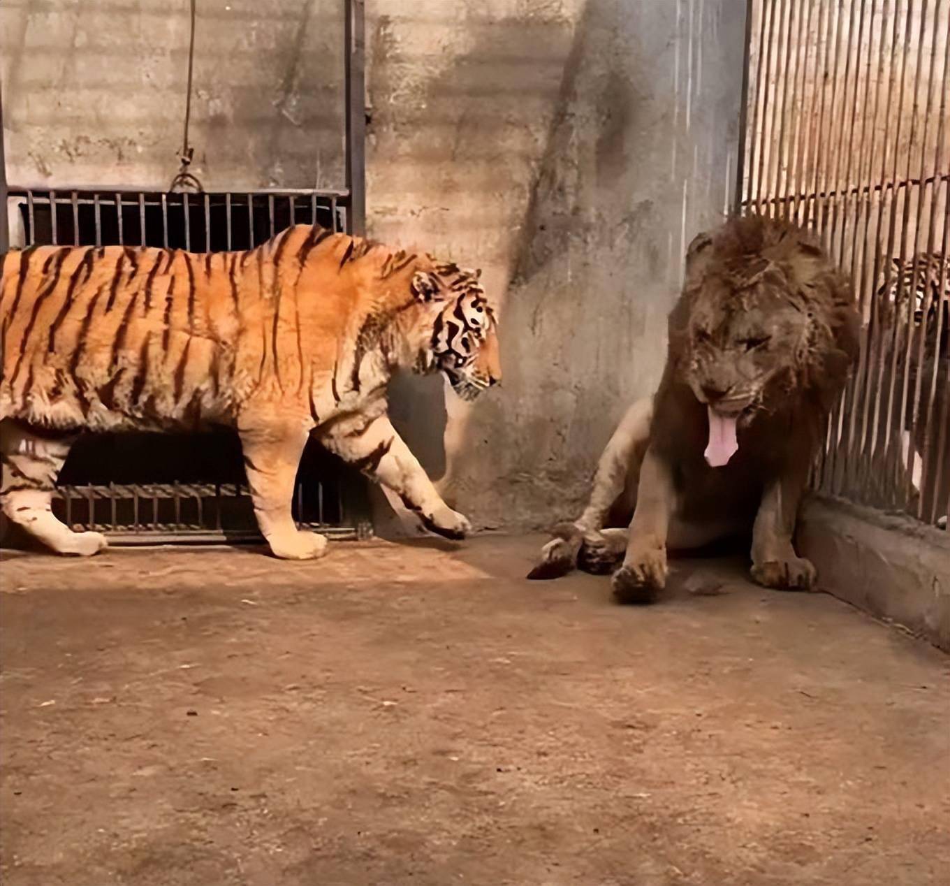 狮子_动物_东北虎