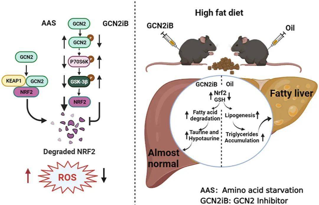 国自然热点氧化应激的10种研究思路下篇
