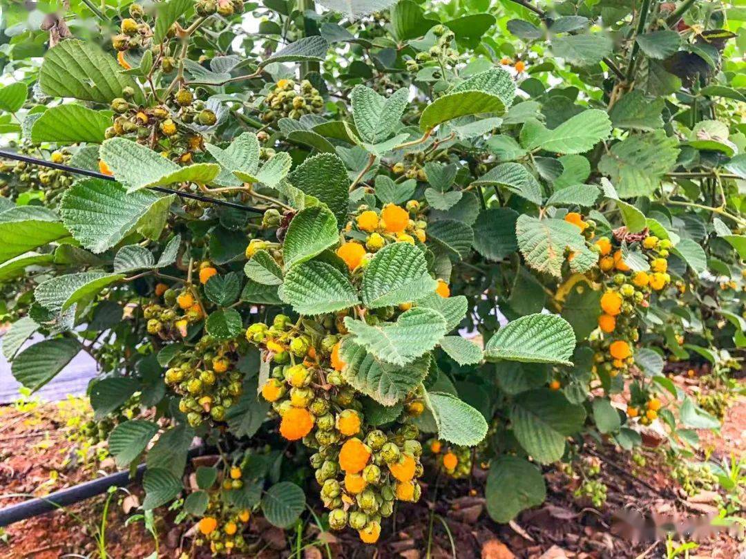 1203联系电话:杨明武15187534555地址:芒市勐戛镇芒丙村芒丙茶厂旁边