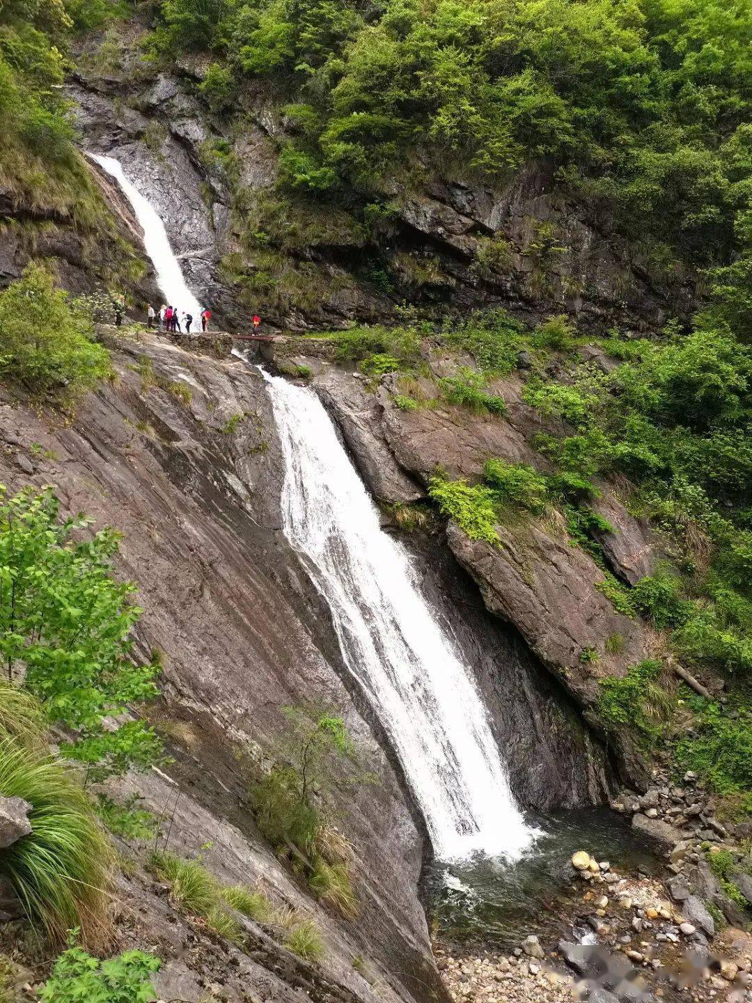 黄高峰杜鹃图片