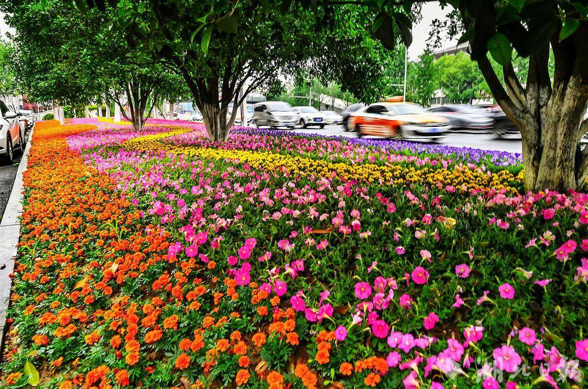 情人节路边花坛图片