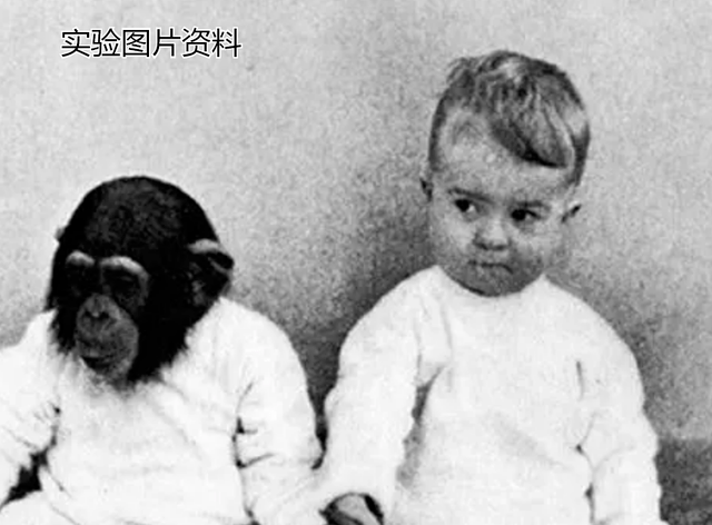 baby and ape experiment