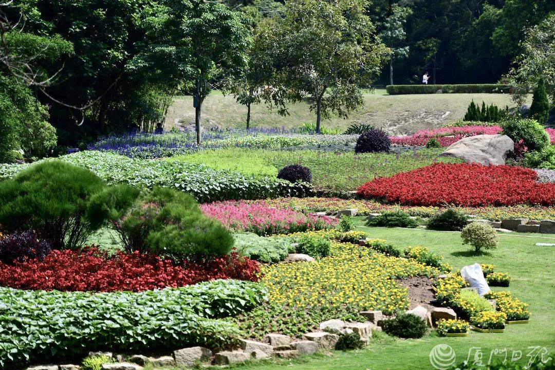 赏花季来了厦门这些地方花海盛放这个五一走起