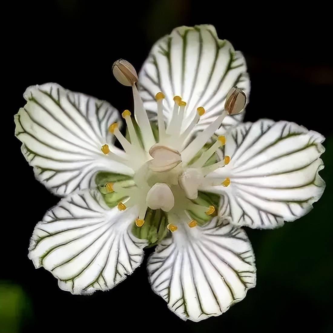 95種稀世奇花欣賞_蘭花_白鷺花_克西