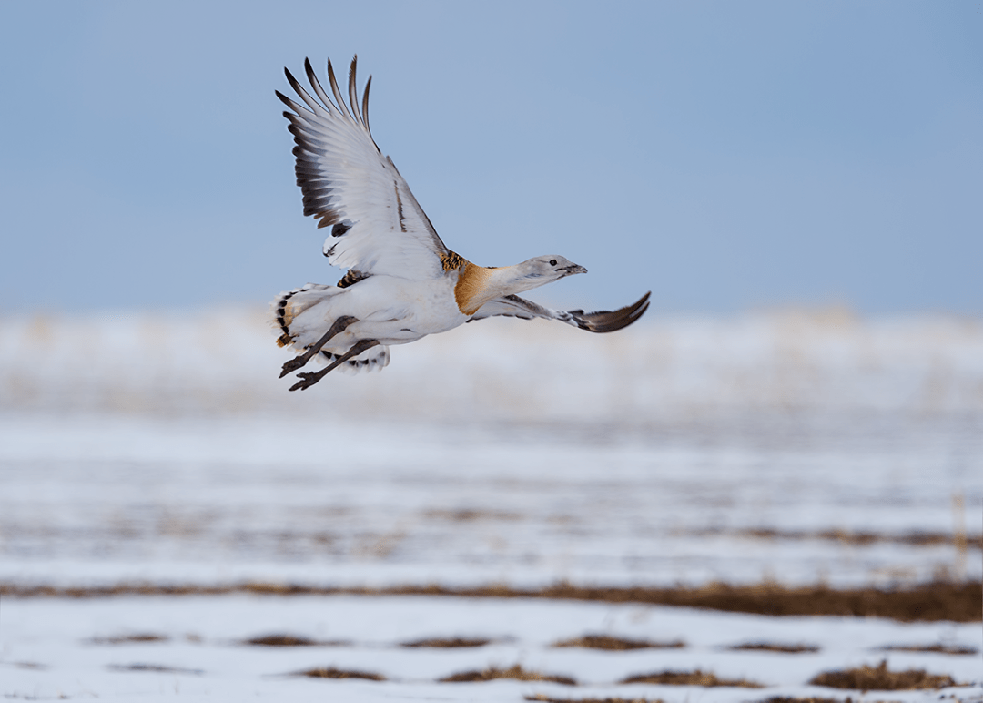 春季到"大鸨之乡"看大鸨