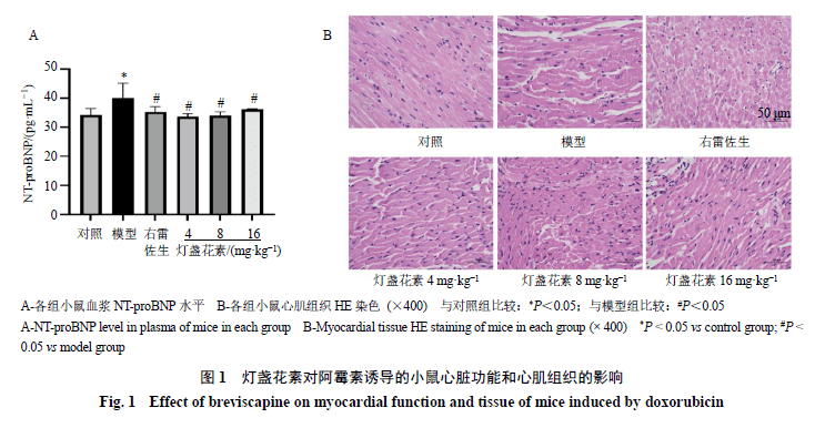 基于代谢组学的灯盏花素抗阿霉素心脏毒性作用机制研究