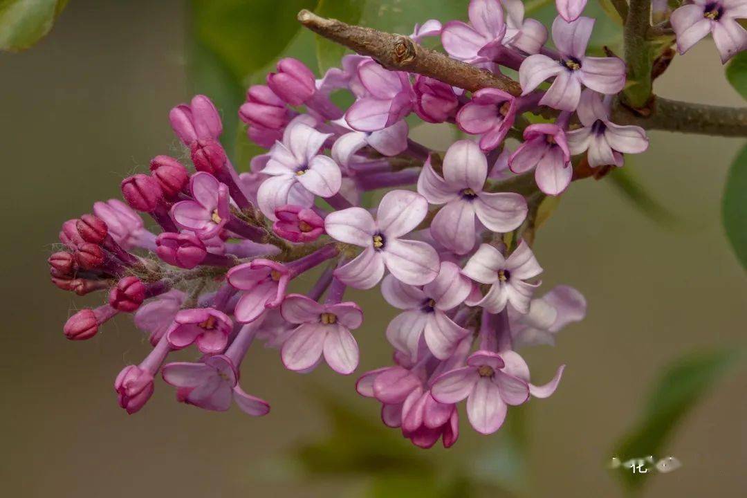 5种 香水花 开花飘香四溢 连高档香水 都用它们做提取物 花朵 香味 香花