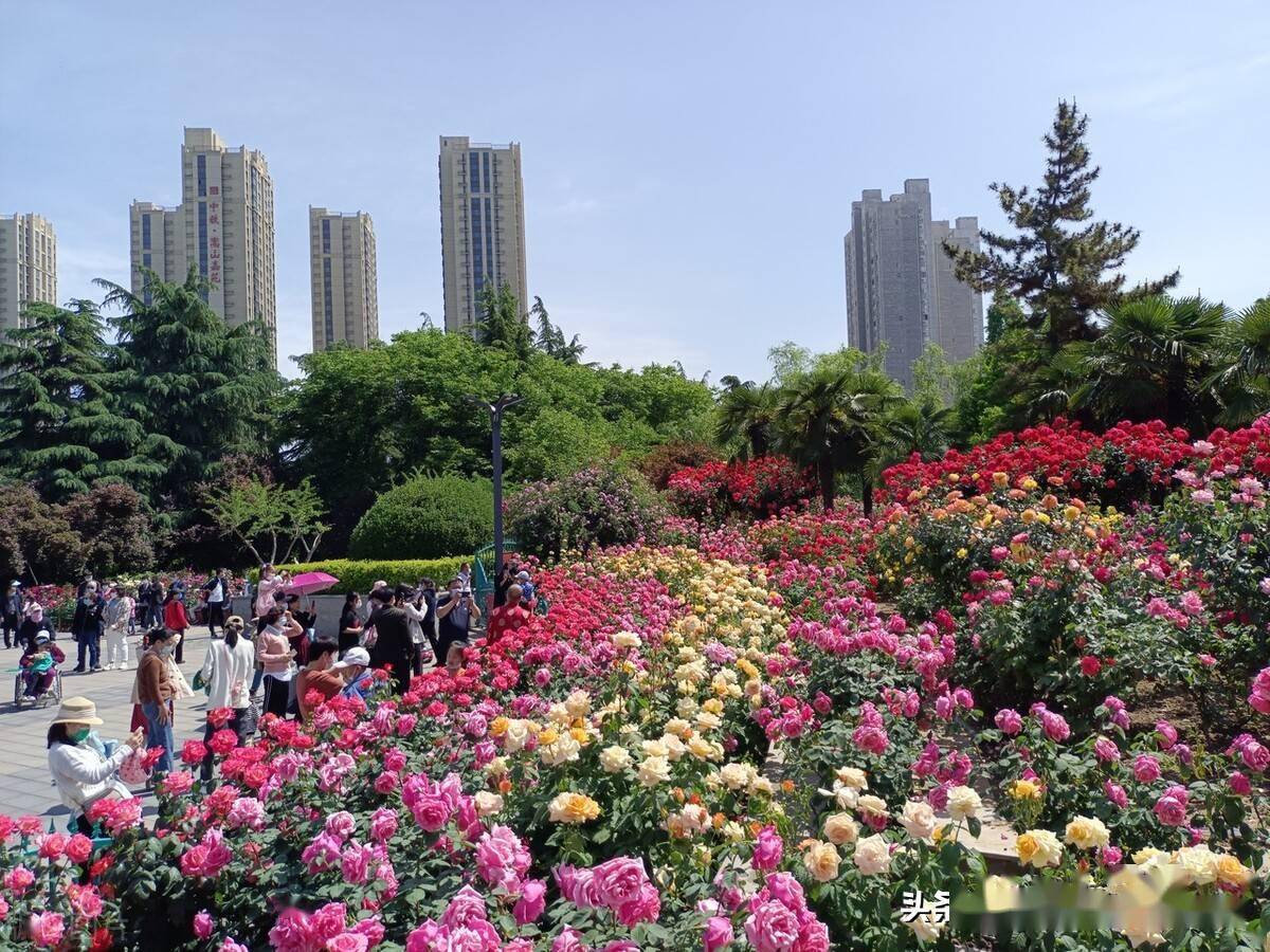 郑州40余万株月季花展吸引市民驻足观赏