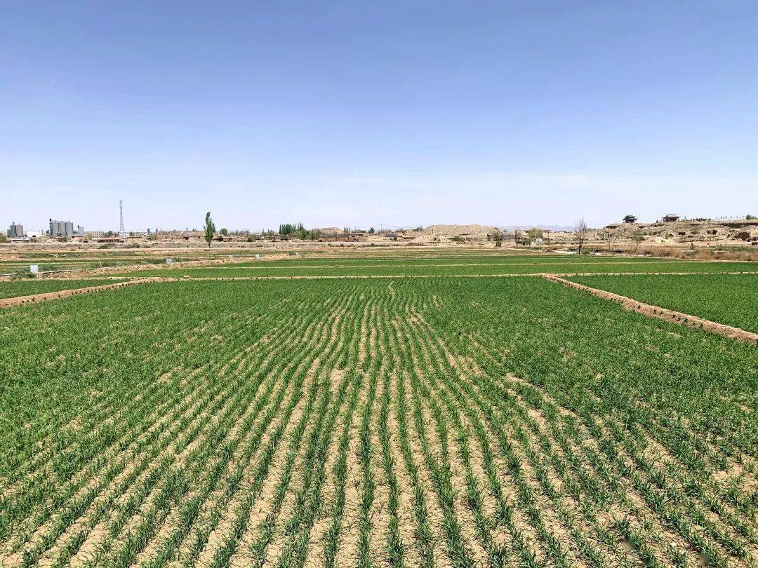 据了解,靖远县刘川镇来窑村积极落实粮食安全政治责任,结合春种春播