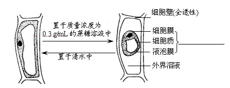 质壁分离原理图片