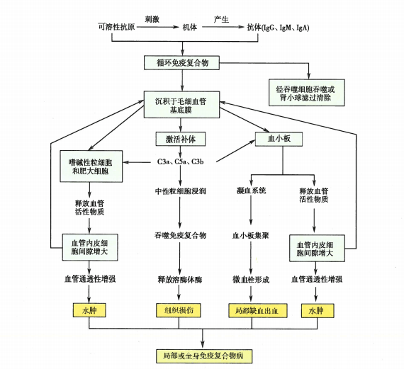从今以后iiiiiiiv超敏反应难不住你啦