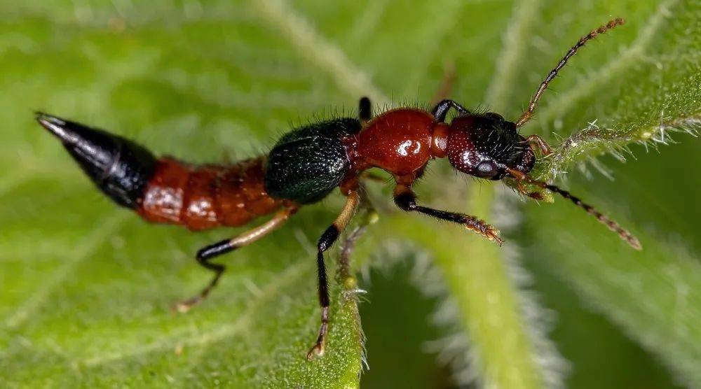 带娃去户外当心6类毒虫尤其第一种严重可致命附急救方法