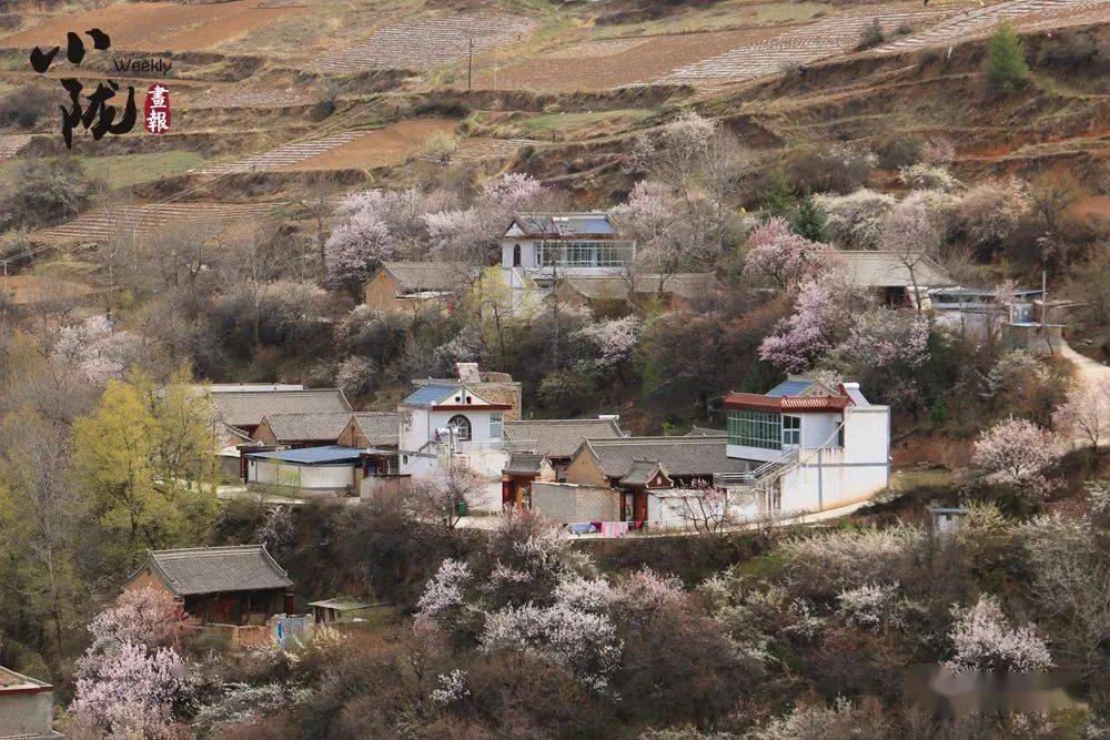 人间四月芳菲尽 岷州杏花齐盛开_岷县_花儿_田园