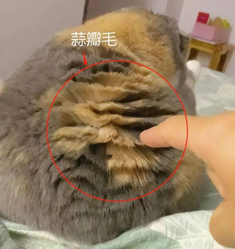 真相竟是._猫君_毛发_猫咪