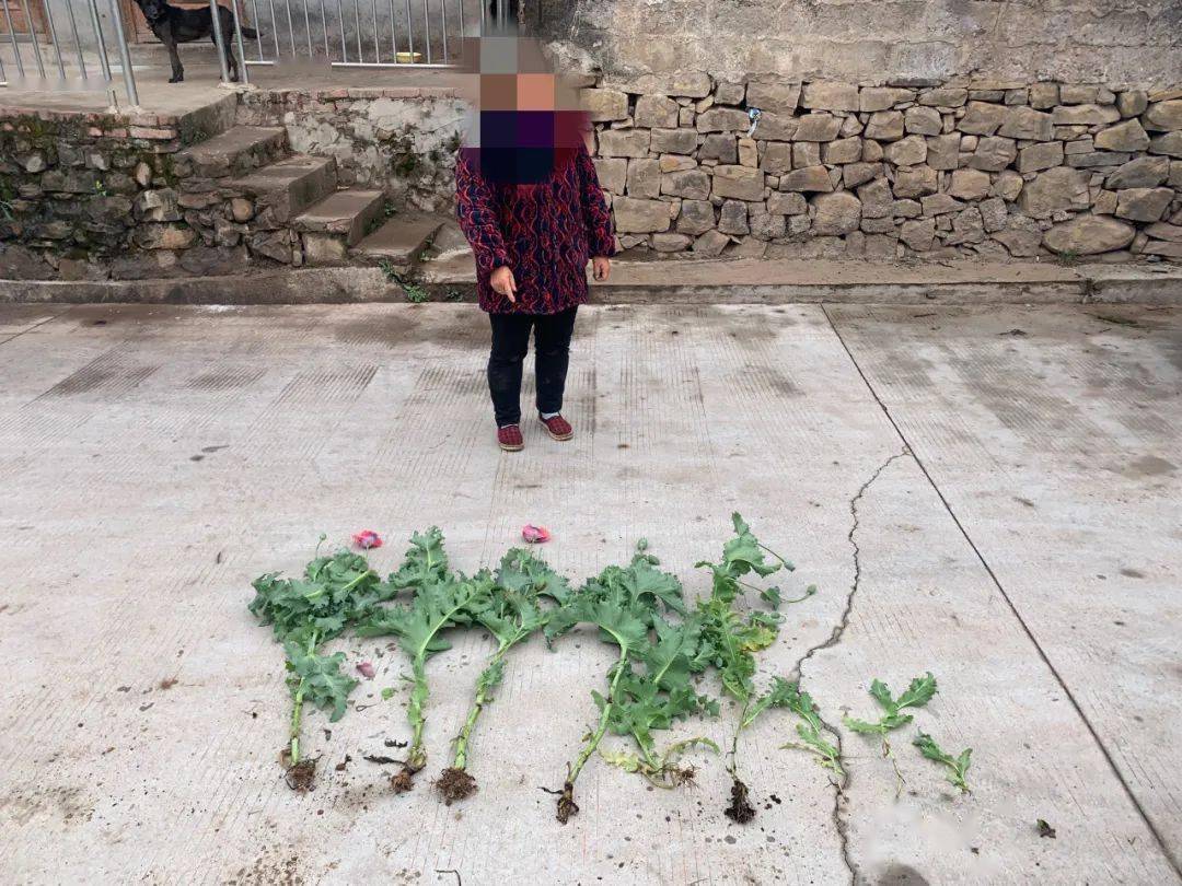 胆子太肥了宜东镇一村民悄悄种了鸦片烟遭起了