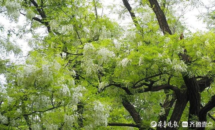 济南佛慧山老槐树满树白花甜香醉人