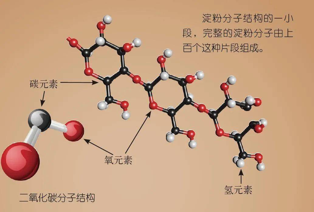 淀粉有着非常复杂的结构,它由很多个"积木"组成,这些"积木"有3个种类