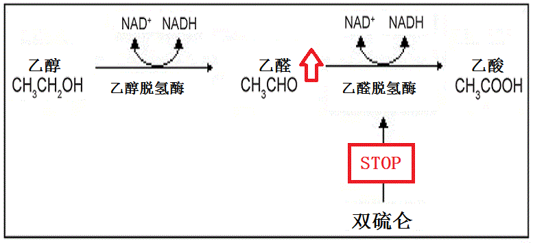 双硫仑样反应机理图片