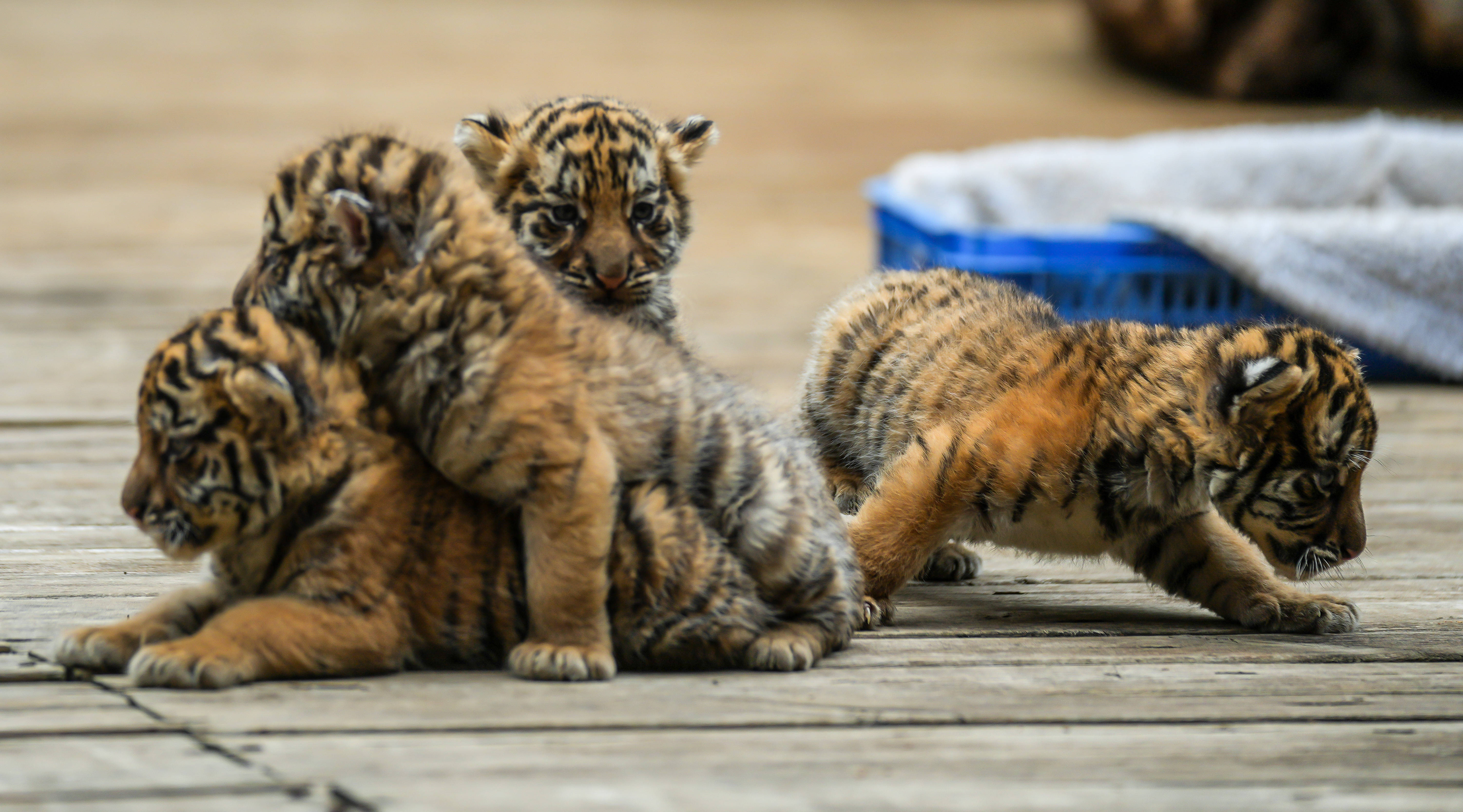 東北虎四胞胎亮相_新華社_寶寶_野生動物園