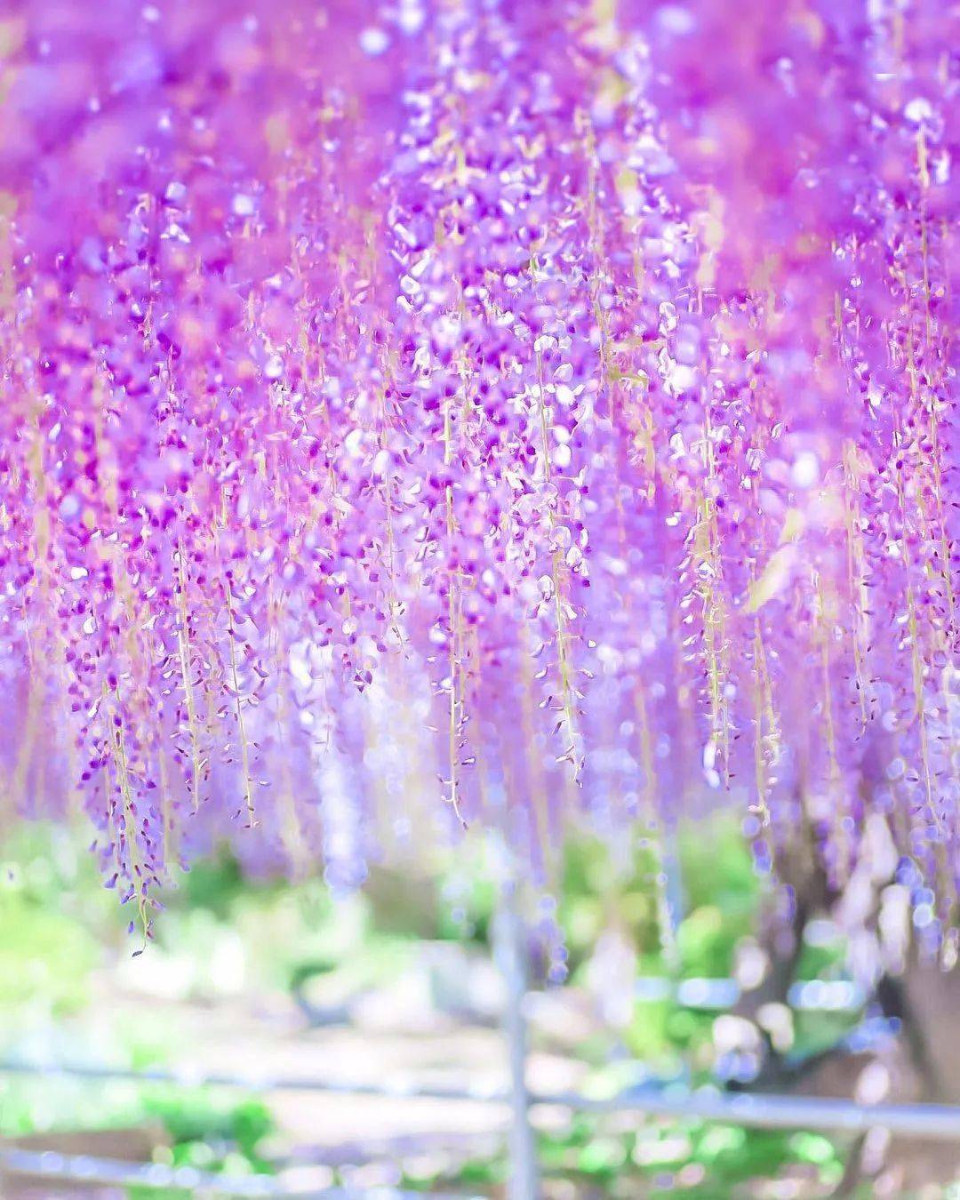 紫气东来花如雾_紫藤_柔毛_椭圆形