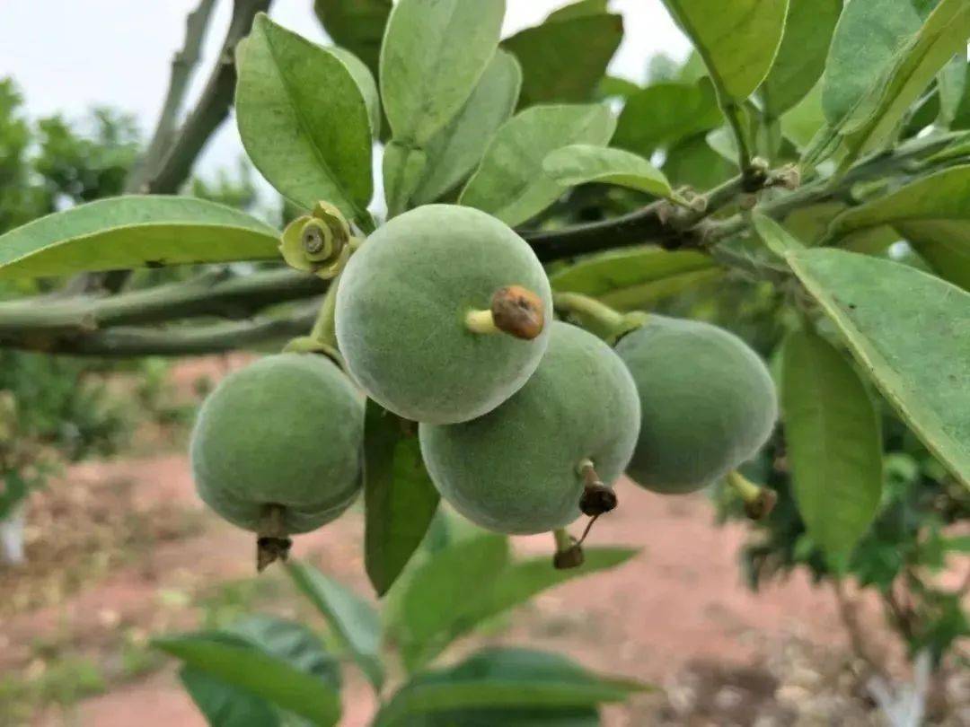 五一假期游茂名出发化州走进美丽橘乡