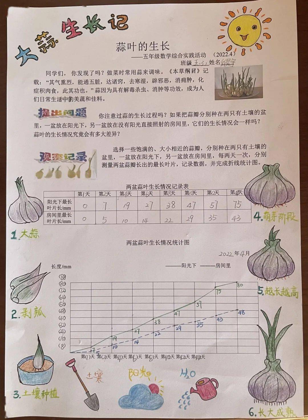 蒜叶的生长情况统计图图片