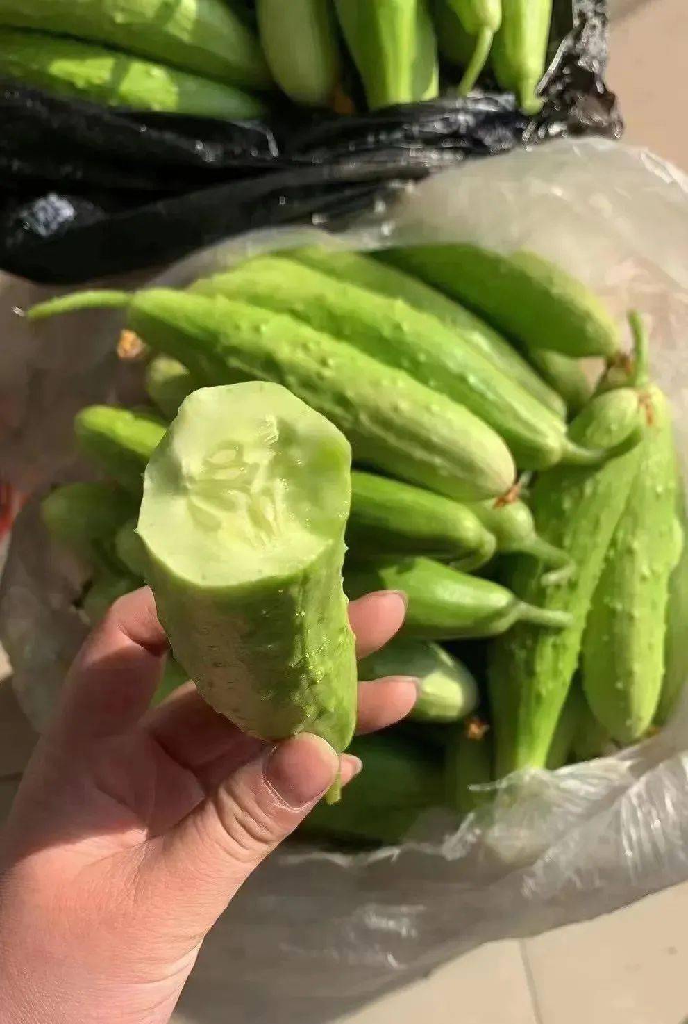 48元69元抢原价96元110元海阳白玉黄瓜5斤装海阳网纹瓜6斤装京东配送