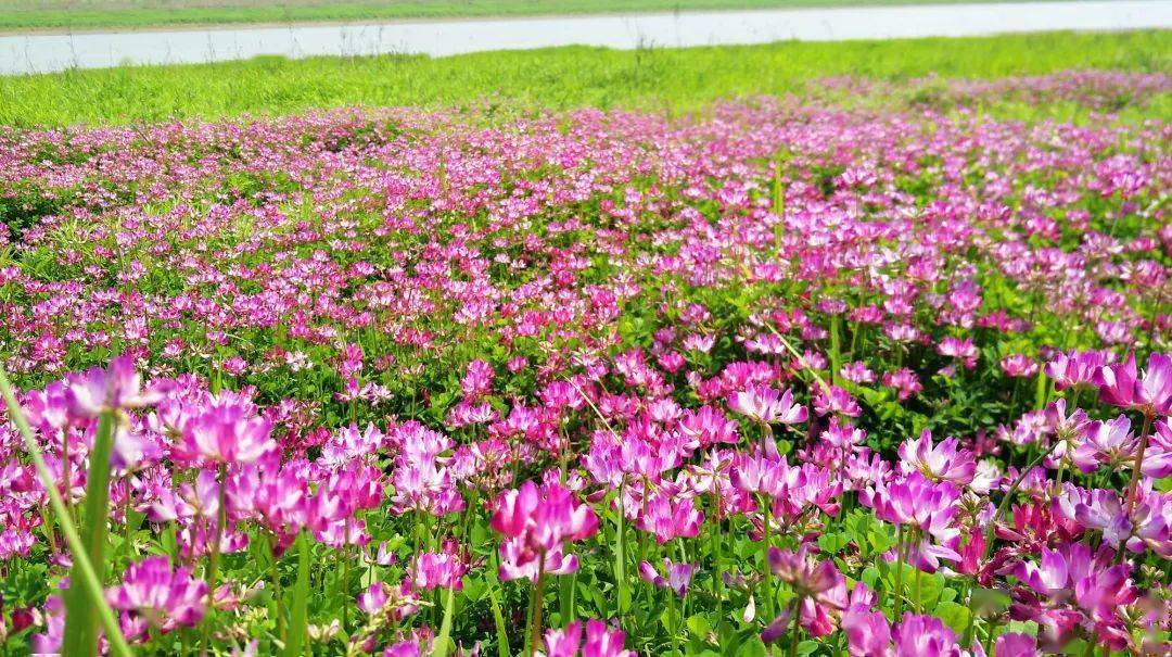 江陵:农田绿肥紫云英 化作春泥来护田_种植户_江北农场_绿色