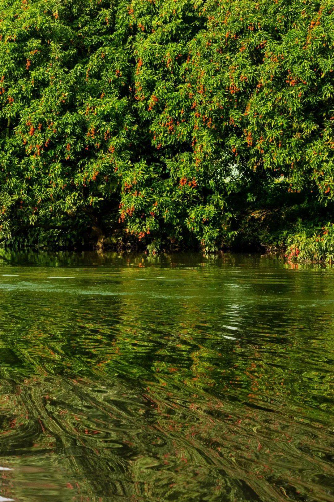 哲理转发这就是莆田96莆田荔枝千年荔树千年荔城