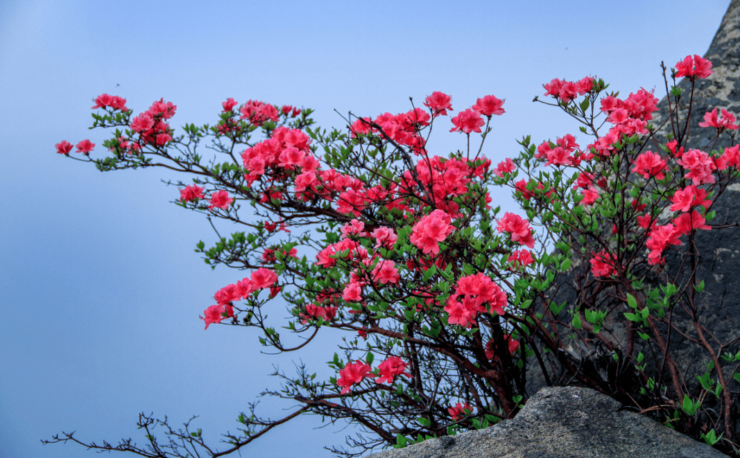 摄影欣赏杜鹃花开