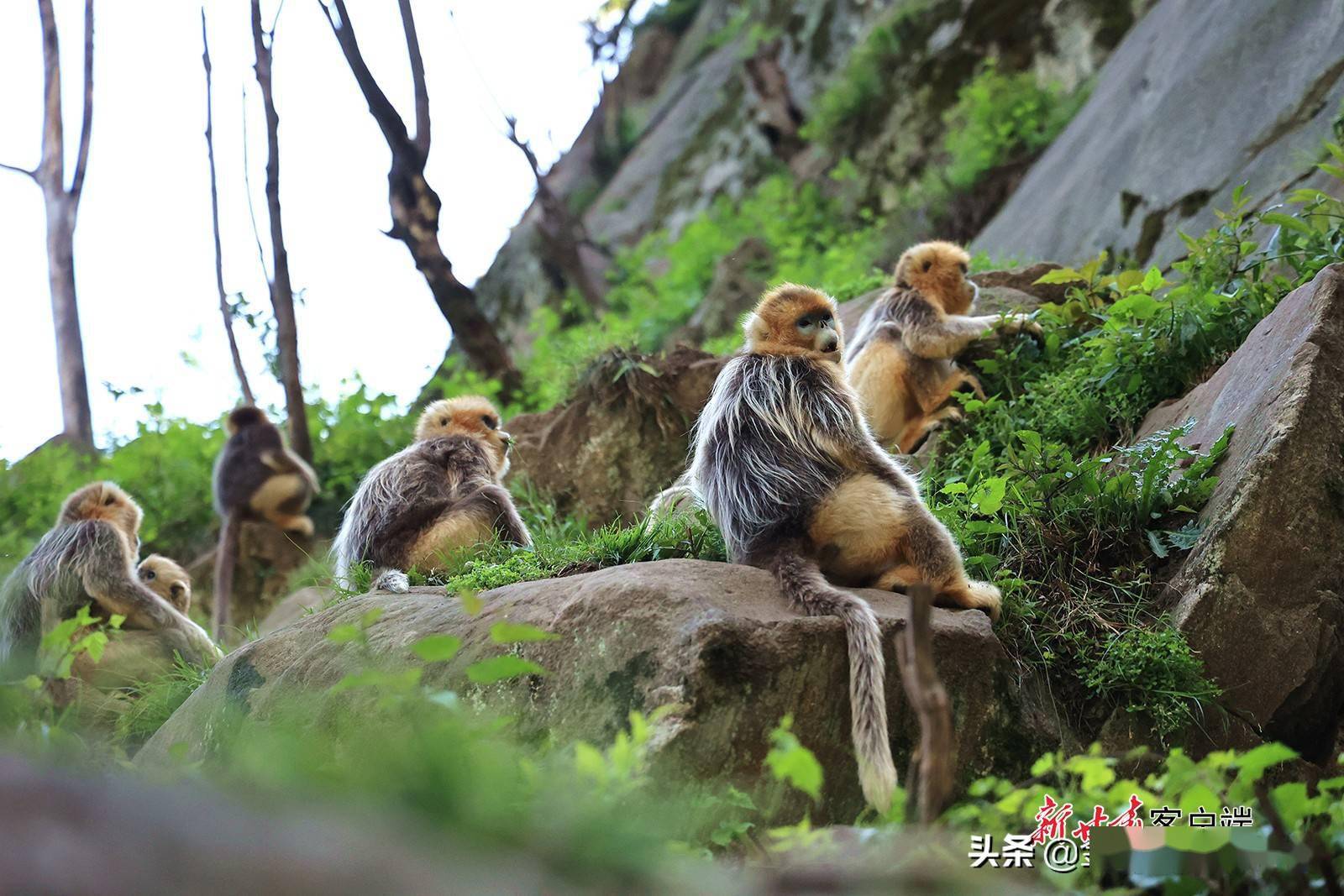 隴南川金絲猴棲息地野生動物種群不斷擴大