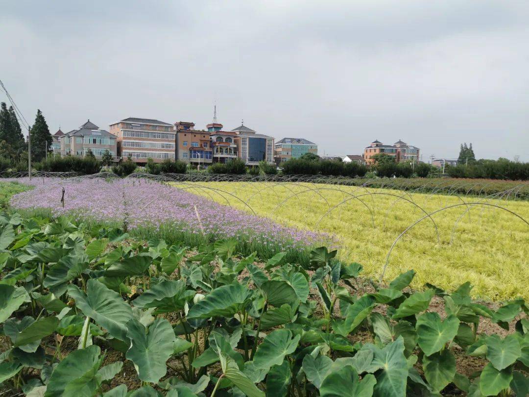 海宁许村 前进村图片