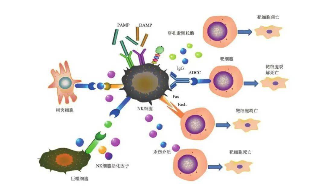 免疫細胞治療時代nk細胞在癌症治療中的臨床應用