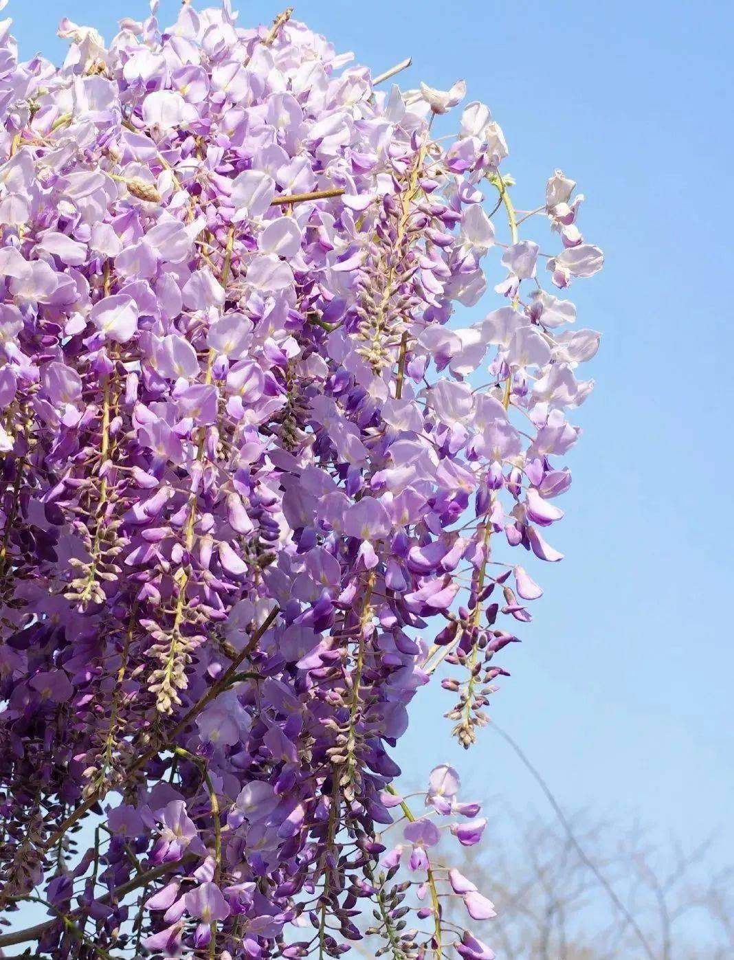 夏天 该去打卡这5片 超级紫 了 初夏 紫色花 青岛
