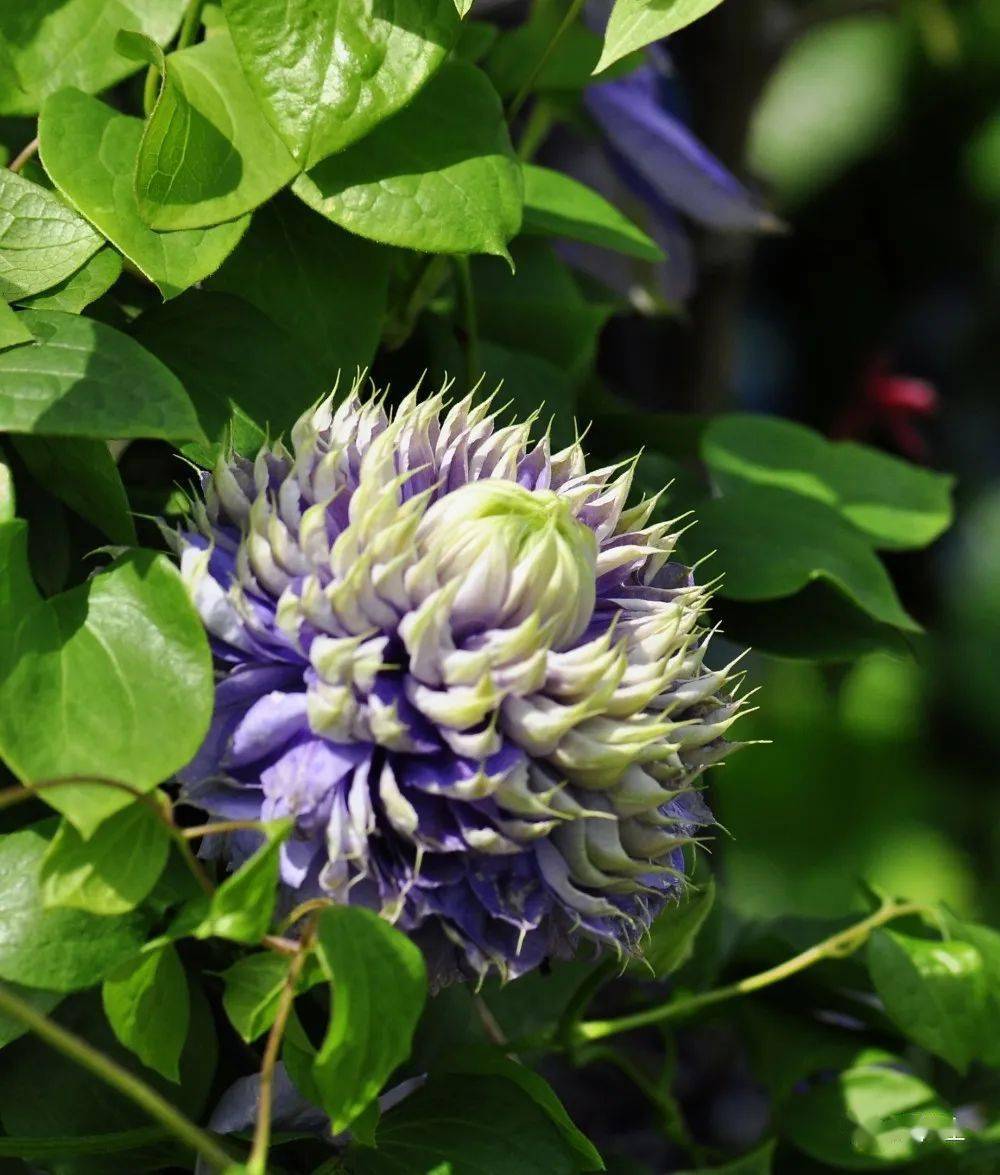 花语丝立夏铁线莲