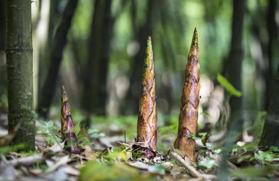 金佛山方竹笋的液氮保鲜专家重庆联富