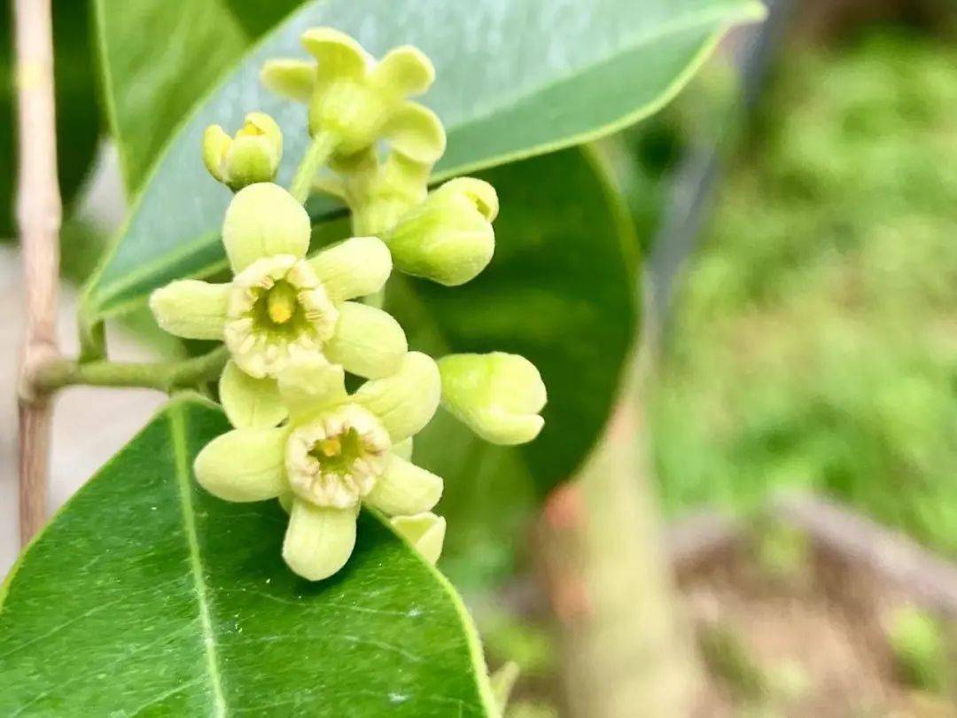 沉香树开花图片大全图片