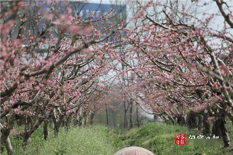 共富路上村村行启动首站林梅村