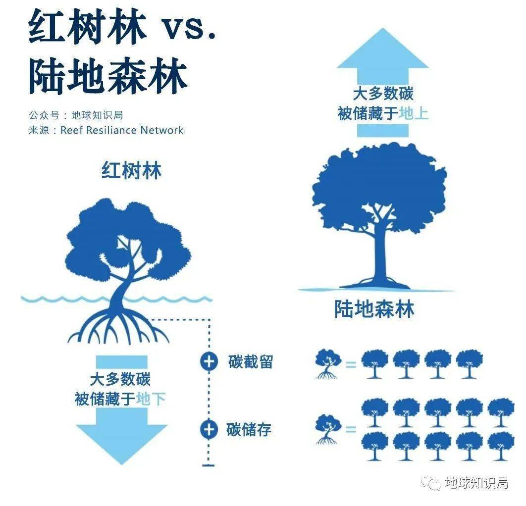 红树林分布图片