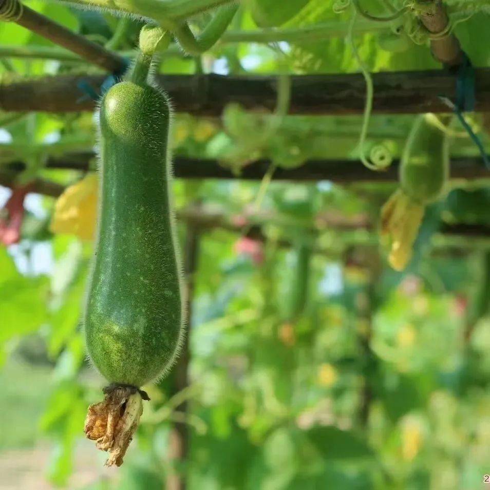 ▼广东人认证的"正气瓜"——节瓜就不太适合经常吃寒凉的瓜类,比如