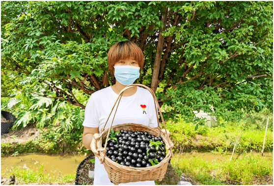 正在采摘嘉宝果的黄生,来自广州白云区,他讲,嘉宝果属桃金娘科,常绿