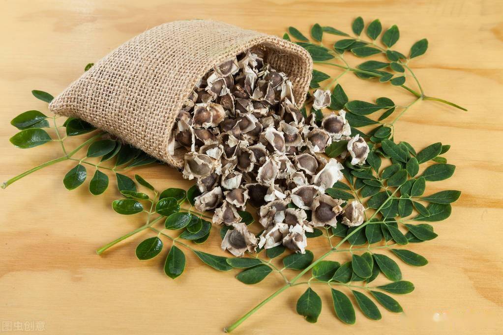 辣木籽的药用价值_食用_油酸_tree