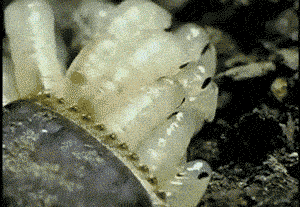 原创蟑螂生命力有多顽强为何不能直接踩死母蟑螂的尾部暗藏玄机