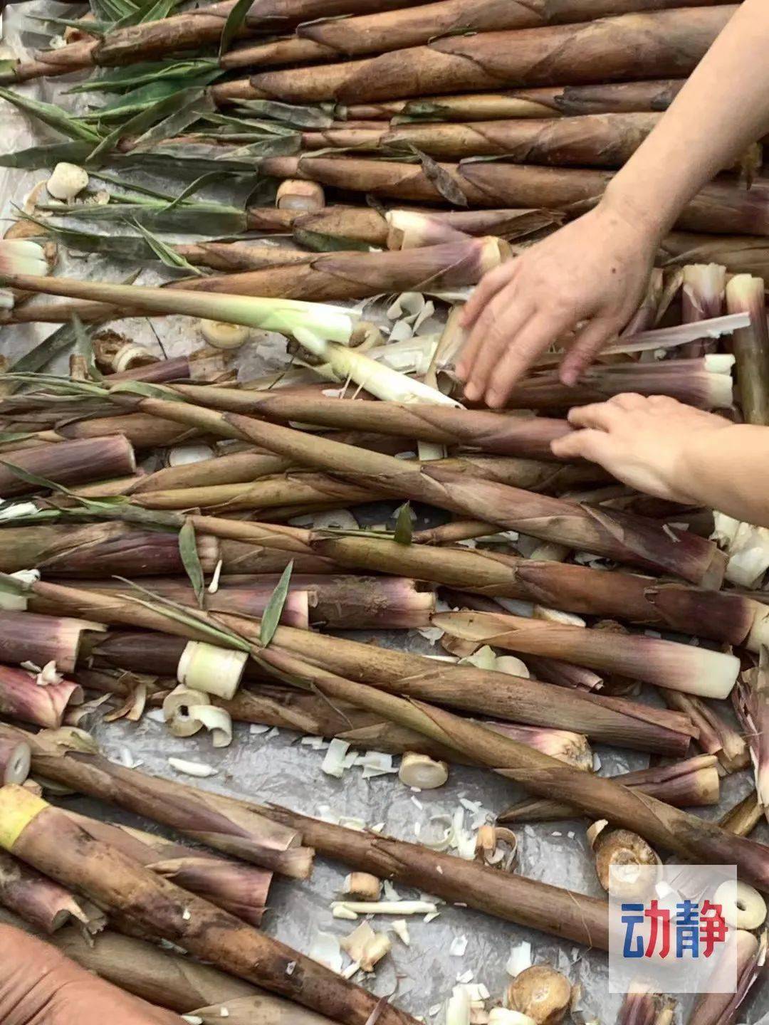 苦笋苦而有味如忠谏之可活国哪像我辈只知道吃