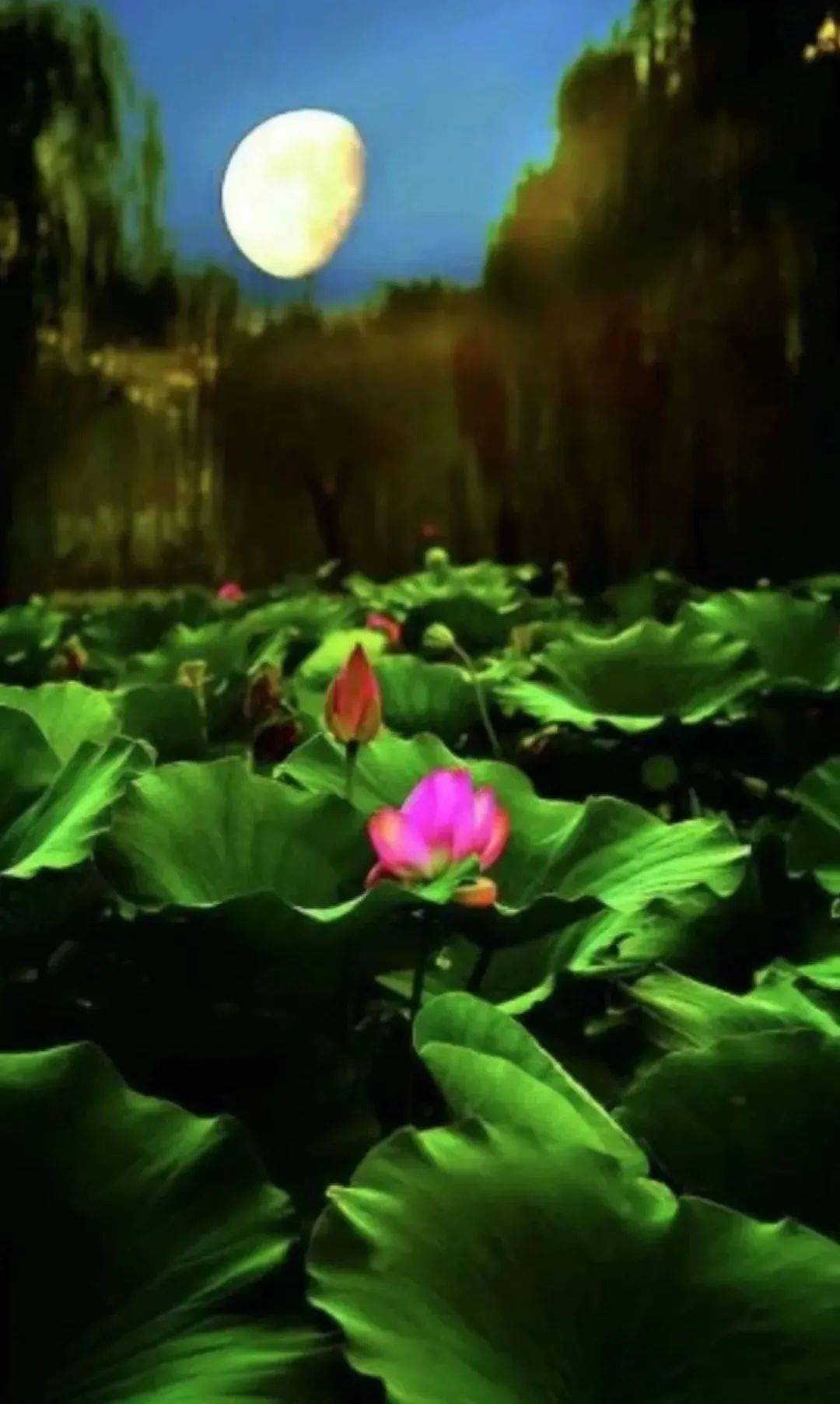 荷塘月色诗五首/关志高一六月荷花耀眼眸一池碧水韵清流和风更觉平湖